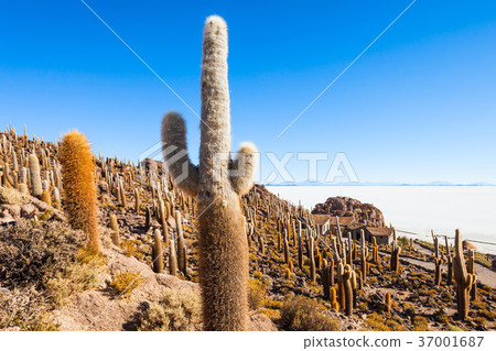Cactus Island, Uyuni 37001687