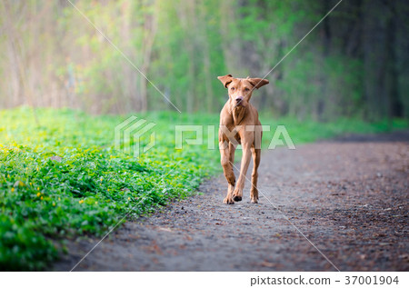 Portrait of hungarian hound dog in spring time 37001904