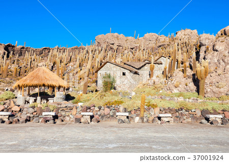 Cactus Island, Uyuni 37001924