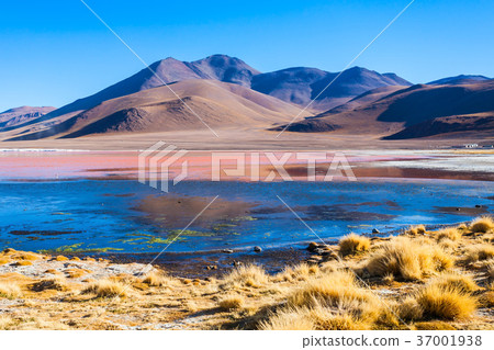 Laguna Colorada lake 37001938