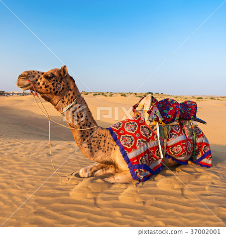 Camels in desert 37002001