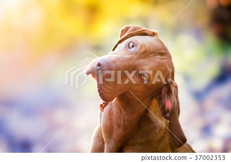 hound hunter pointer vizsla dog in the morning hound hunter pointer vizsla dog in the morning 37002353