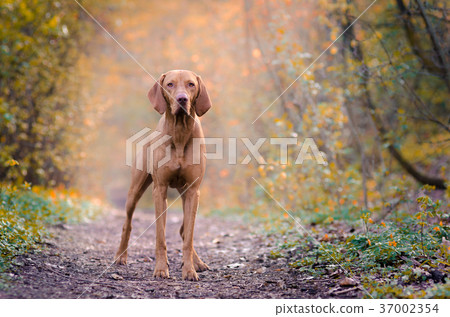 hound pointer vizsla dog in autumn time in forrest hound pointer vizsla dog in autumn time in forrest 37002354