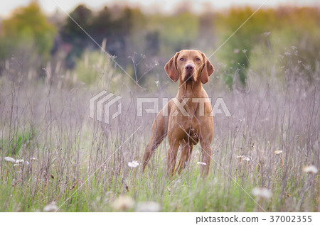 hound pointer vizsla dog in autumn time in field hound pointer vizsla dog in autumn time in field 37002355