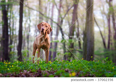 hound pointer vizsla dog in autumn time in forrest hound pointer vizsla dog in autumn time in forrest 37002356