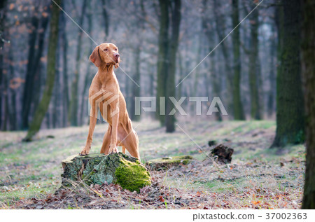 Hungarian pointer hound dog in the forrest 37002363