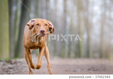 flying hunter dog in autumn time 37002364