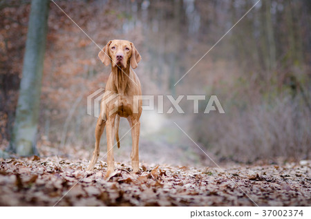 Portrait of hungarian vizsla hunter dog in autumn 37002374