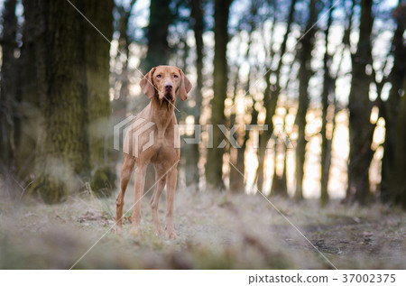 Portrait of hungarian vizsla hunter dog in autumn 37002375