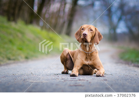 hungarian hound pointer vizsla dog in autumn time 37002376