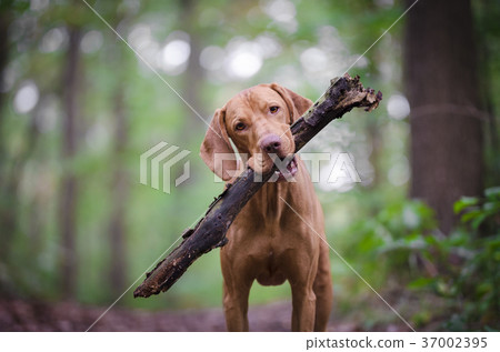 Vizsla dog with branch in his mouth 37002395