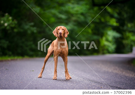 Portrait of hungarian vizsla hunter dog 37002396