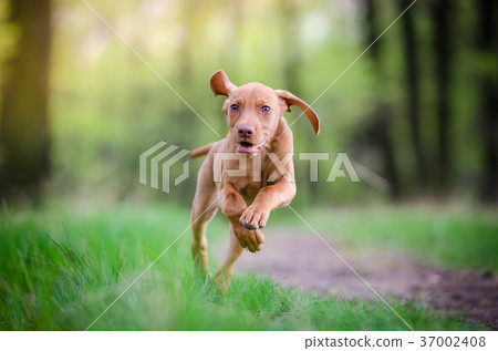 puppy of vizsla dog running in forrest in sprin puppy of vizsla dog running in forrest in sprin 37002408