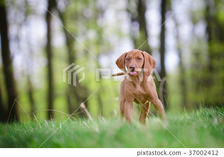puppy of vizsla dog in the forrest in spring time 37002412