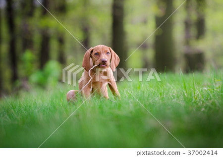 puppy of vizsla dog in the forrest in spring time puppy of vizsla dog in the forrest in spring time 37002414