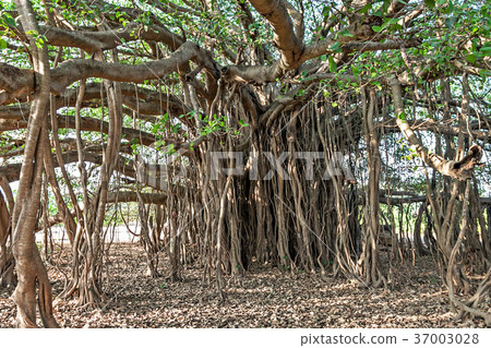 Banyan tree 37003028