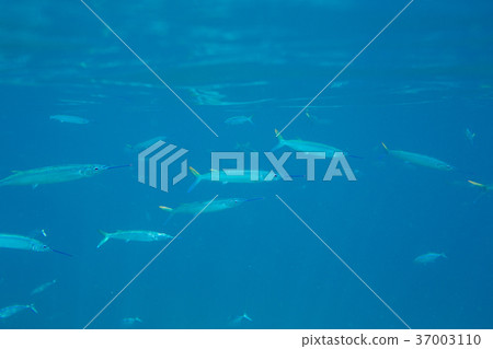 Underwater life of the Caribbean Sea 37003110