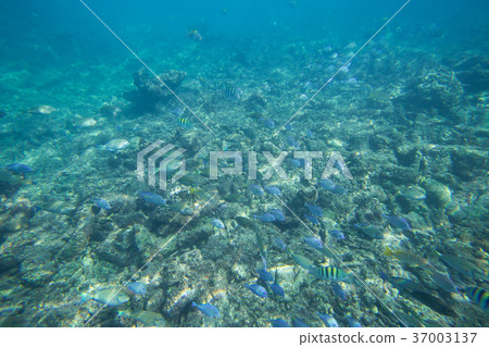 Underwater life of the Caribbean Sea Underwater life of the Caribbean Sea 37003137