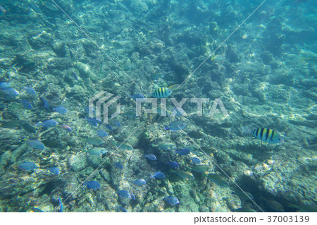 Underwater life of the Caribbean Sea Underwater life of the Caribbean Sea 37003139