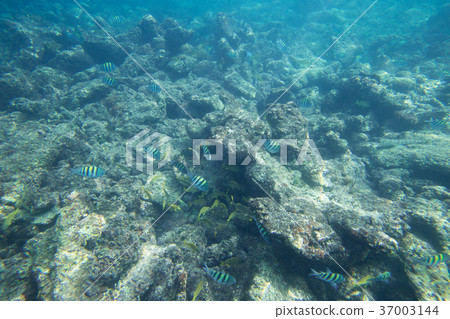 Underwater life of the Caribbean Sea 37003144