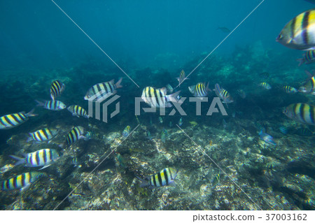 Underwater life of the Caribbean Sea Underwater life of the Caribbean Sea 37003162