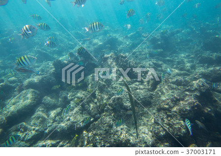 Underwater life of the Caribbean Sea 37003171