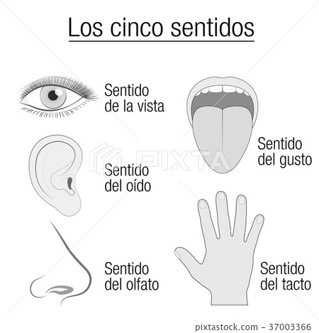 Five Senses Spanish Names Sensory Organs Chart - Stock Illustration ...