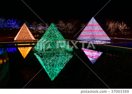 照明足利花卉公園金字塔的光 照明足利花卉公園金字塔的光 37003389