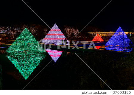 照明足利花卉公園金字塔的光 照明足利花卉公園金字塔的光 37003390