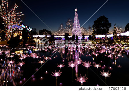 Illuminations Ashikaga Flower Park Flower stage of light 37003426