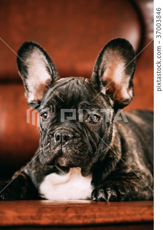 Young Black French Bulldog Dog Puppy With White Young Black French Bulldog Dog Puppy With White 37003846