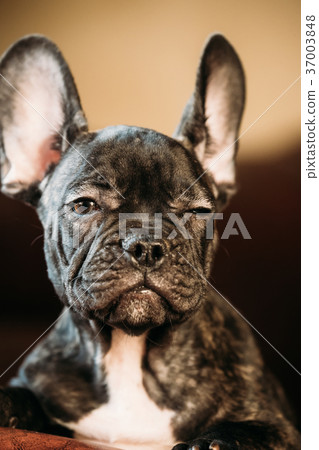 Young Black French Bulldog Dog Puppy With White Young Black French Bulldog Dog Puppy With White 37003848