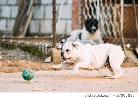 White French Bulldog Dog Play With Ball In Yard. 37003853