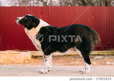 Central Asian Shepherd Dog Standing In Village 37003854