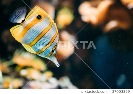 Copperband Butterflyfish Or Beaked Coral Fish 37003899