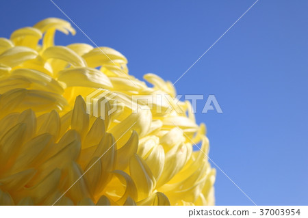 偉大的菊花 37003954