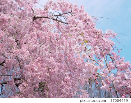 Omatsuyama體育公園的櫻花 Omatsuyama體育公園的櫻花 37004459