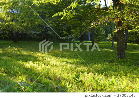 草地 37005145