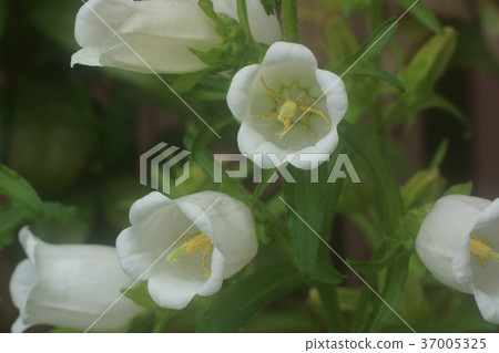 Campanula Campanula 37005325