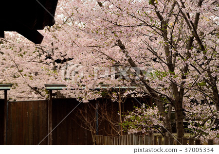 靖國神社的春天風景 靖國神社的春天風景 37005334