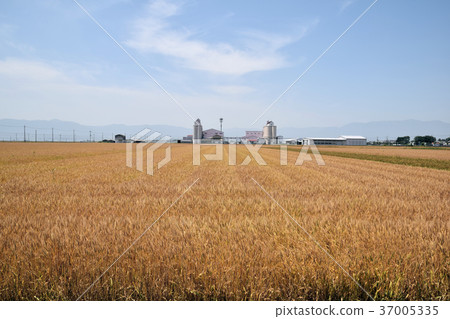 麥田 麥田 37005335