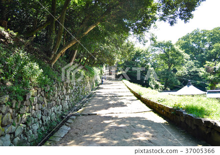 Hikone Castle Pictures Hikone Castle Pictures 37005366
