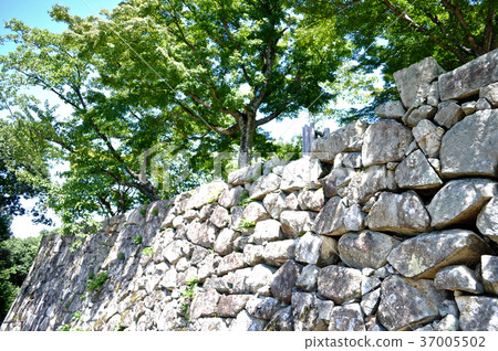 彥根城堡圖片 37005502