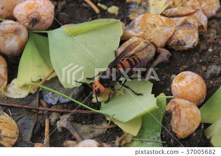 A large hornet crazy about falling ginkgo A large hornet crazy about falling ginkgo 37005682