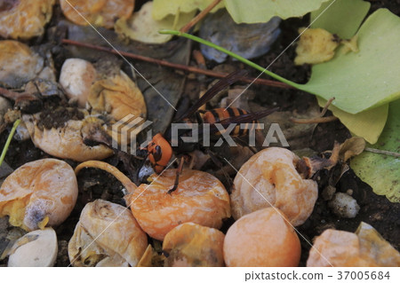 A large hornet crazy about falling ginkgo A large hornet crazy about falling ginkgo 37005684