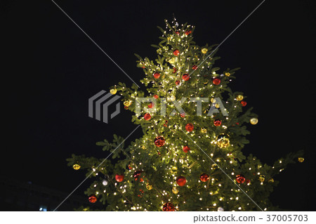 聖誕樹 37005703