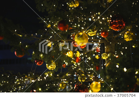 Christmas tree  37005704