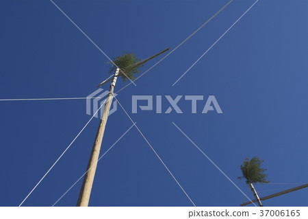 Shoto Shoto 37006165