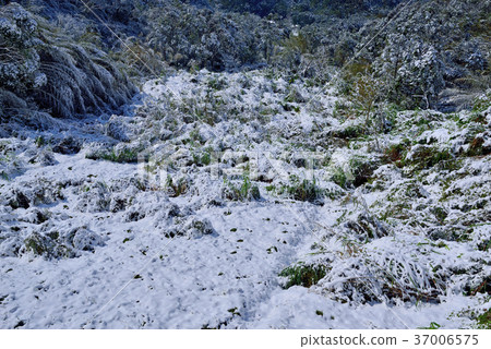 雪景,下雪,鄉野,視野,山冬季,冬天,森林,樹,臺灣,桃園,新鮮,自然 雪景,下雪,鄉野,視野,山冬季,冬天,森林,樹,臺灣,桃園,新鮮,自然 37006575