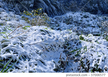 雪景,下雪,鄉野,視野,山冬季,冬天,森林,樹,臺灣,桃園,新鮮,自然 37006577